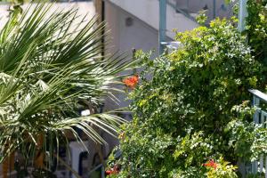 Vonkajšia záhrada v ubytovaní Afroditi Apartments