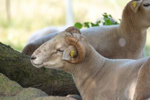 Animais no hotel ou nos arredores