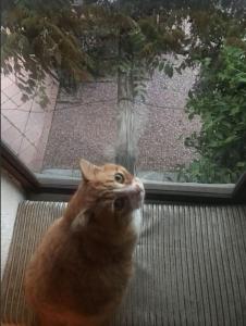 een kat op een bank die naar een raam kijkt bij Country house in Caravate