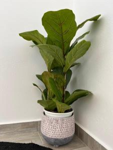 Gallery image of Filia suite-apartment agia anna naxos in Agia Anna Naxos