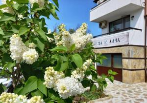 a tree with white flowers in front of a building at Villa Kalina in Lozenets +33 photos