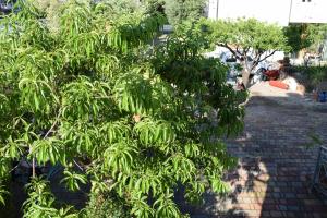 a tree with green leaves on a brick sidewalk at Mare e Terme a Guardia Piemontese in Guardia Piemontese Terme +3 photos