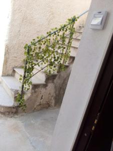 a plant on the side of a building with stairs at Apartment A&M in Marsala