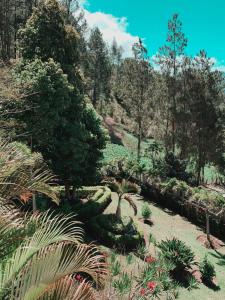 a garden with plants and trees on a sunny day at Villa paloma in Constanza