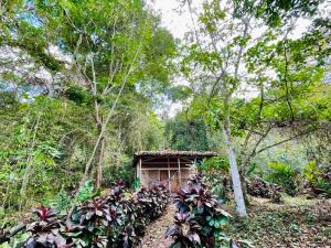 un pequeño edificio en medio de un bosque en Jungle Cabins El Escondido, en Muy Muy