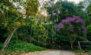 a road in the middle of a forest with purple trees at Southern Panorama Indriya Resorts & Spa in Munnar