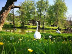 dos cisnes están parados en la hierba cerca de un estanque en Gostišče Koren en Žužemberk