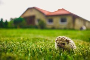 a hedgehog walking through the grass in a yard at Domek letniskowy w leśnym zaciszu in Węgorzewo