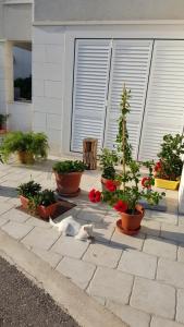 Vonkajšia záhrada v ubytovaní Apartments Pojko