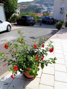 Fotografia z galérie ubytovania Apartments Pojko v Dubrovníku