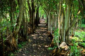 un camino a través de un bosque de bambú en la selva en Hibon Lodge, en Hekpoort