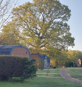 een grote boom in een veld naast een gebouw bij Oak Lodge Pods in Saint Lawrence