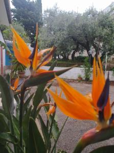 アルタヴィッラ・ミリーチアにあるVilla Costa Grandeの庭のオレンジの花