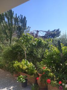 アルタヴィッラ・ミリーチアにあるVilla Costa Grandeの鉢植えの植物・花の庭園