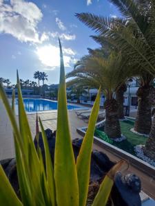 roślina przed basenem z palmami w obiekcie La Casita del Sol w Corralejo
