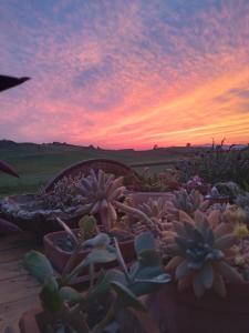 a group of cactuses in pots on a table with a sunset at Agriturismo Enjoy Sunset in Cinigiano