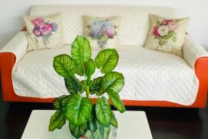 a living room with a couch and a plant on a table at Superbe appart avec de parking gratuit sur place in Lourdes