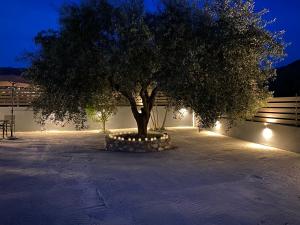 a tree in a courtyard at night with lights at V-Suites in Potos