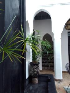 a plant in a vase sitting on a table at Riad Bab aylen - Piscine Roof Top chauffée in Marrakesh