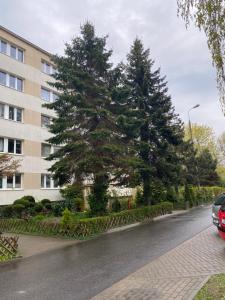 Deux arbres sur le côté d'une rue à côté d'un bâtiment dans l'établissement Apartament Skipper, à Gdańsk