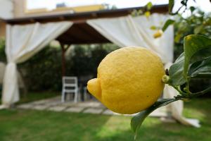 A garden outside B&B Milena