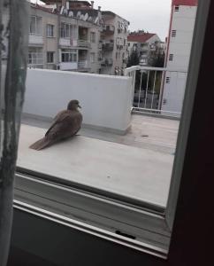 Állatok az apartmanban vagy a közelben
