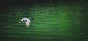 a bird flying over a body of water at Vikendica,, Tadic,, Ovčar Banja in Ovčar Banja