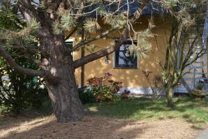 a tree in front of a house with a window at Ferienhaus Emma - Fewo 2 in Lohme +2 photos