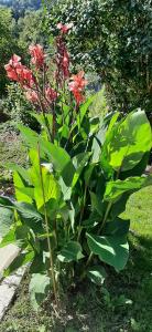 a plant with red flowers and green leaves at Apartma Dana-Brinjtesa in Jesenice
