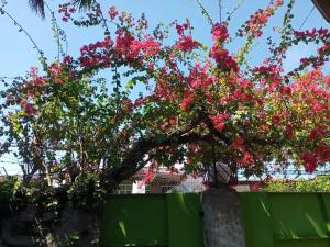a tree with pink flowers over a green fence at Casa Joaquin BnB in Manila