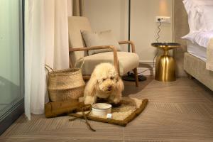 和主人一起入住Luxury Apartments Villa Mala Split的宠物