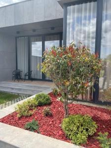 a small tree in a garden in front of a building at Villa, Kachreti Ambassador Golf Resort in Kachretʼi