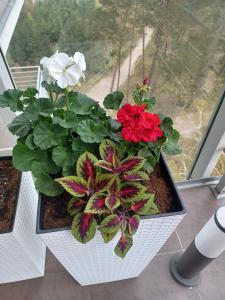 Balkón alebo terasa v ubytovaní Apartament z widokiem na morze