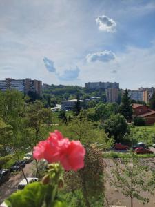 una flor rosa frente a una vista de la ciudad en Retro Cosy Apartment, en Mirijevo