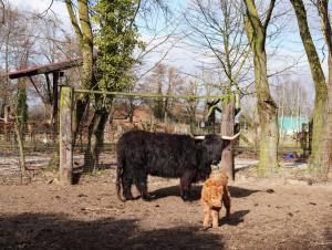 a bull and a dog standing in a field at Gästewohnung Hardinghaus am Teich in Warendorf