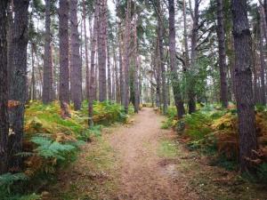 Galeriebild der Unterkunft Katerschnute Graal Müritz Küstenwald in Gelbensande