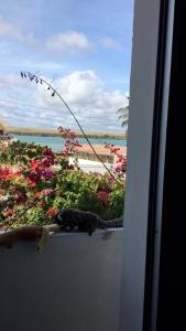 a cat sitting on a window sill next to flowers at Pousada do Gunga in Barra de São Miguel