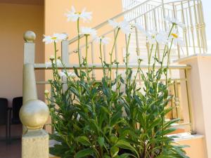 a plant with white flowers next to a staircase at Tagkas Apartments in Plataria