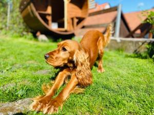 a dog laying in the grass in the yard at Fewo Heinrichser Markt - 2 Schlafzimmer mit Sauna und Terrasse in Suhl