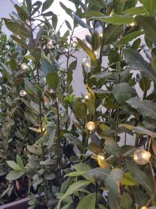 un árbol con fruta y hojas verdes en Room45, en Marzamemi