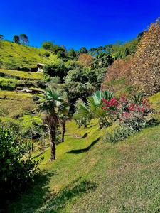 a lush green hillside with palm trees and bushes at Rancho do Paioleiro in São Bento do Sapucaí