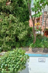 a garden with a tree and some bushes and a building at Casa la Collina delle Ginestre in Eberbach