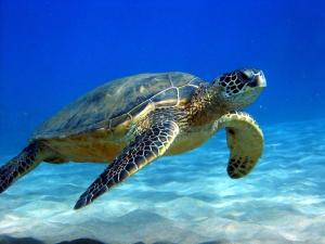 una tortuga marina verde nadando en el agua en #5 New! Cozy Getaway Hot Spot Hilo Keaau Big Island of Hawaii Self CheckIn Studio Apt, en Keaau