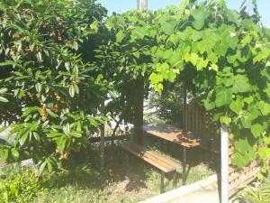 Guesthaus Levent في طرابزون: مقعد حديقة يجلس تحت شجرة مع الفواكه