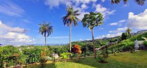 a group of palm trees in a yard at La Trouvaille in Anse a La Mouche