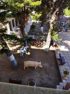 two cats and a dog standing in a yard at anastasia holiday apartments in Paphos City