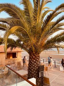 a palm tree on a deck next to the beach at Hôtel L'Albatros in Saint-Trojan-les-Bains