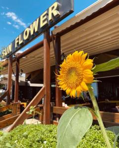 eine gelbe Sonnenblume vor einem Laden in der Unterkunft Sun Flower Apart Hotel in Side