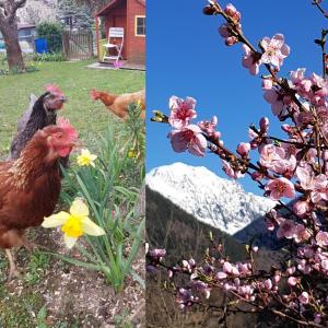 dos fotos de flores y un pollo en un patio en DETENTE NATURE rando, ski , thermes, en Allevard