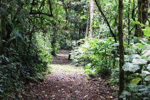 a dirt trail in a forest with trees and plants at Bosque de Paz Reserva Biologica in Toro Amarillo